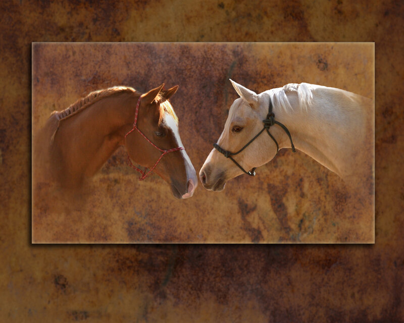 Two Horses Facing Each Other — Brown, Calm