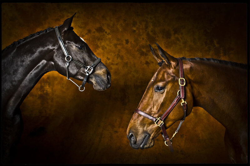 Two Horses Facing Each Other — Brown, Dramatic