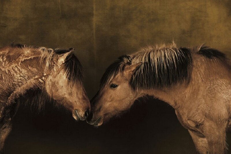 Two Horses Facing Each Other — Brown, Intimate