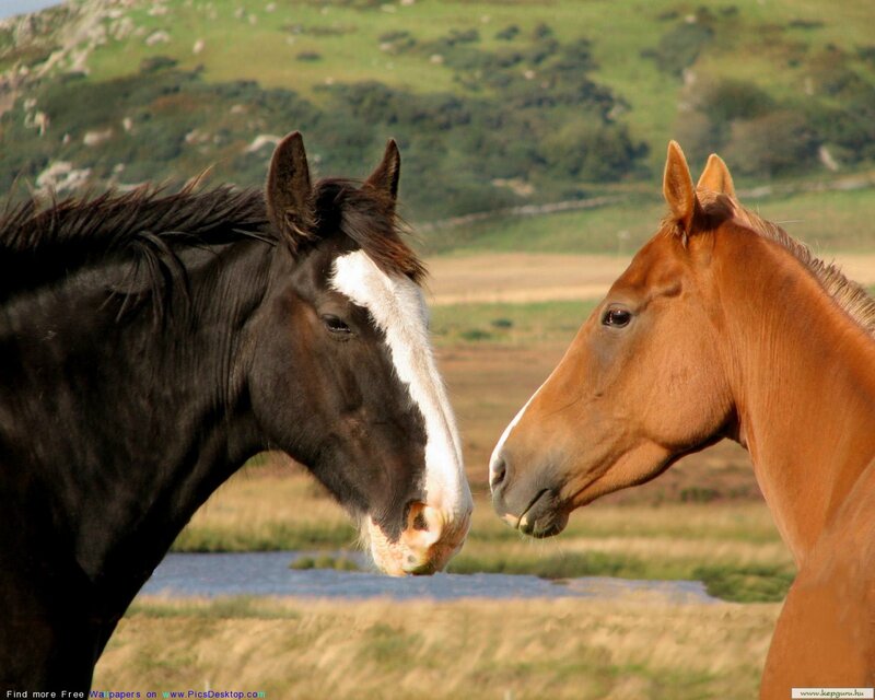 Two Horses Facing Each Other — Brown, Serene