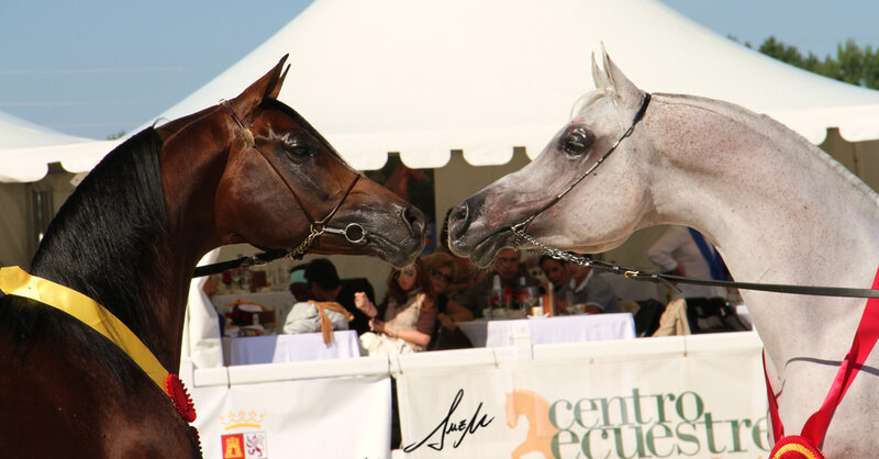 Two Horses Facing Each Other — Brown