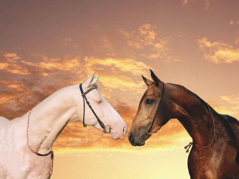 Two Horses Facing Each Other — Orange, Dramatic