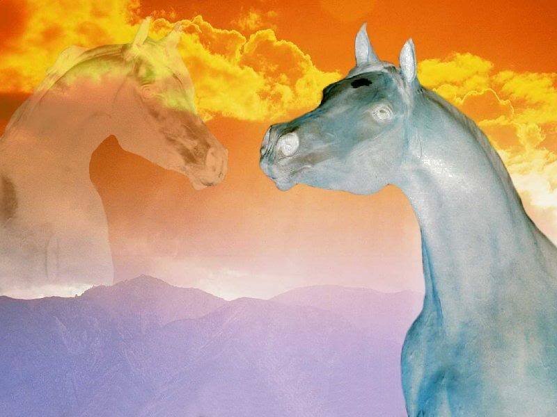 Two Horses Facing Each Other — Orange