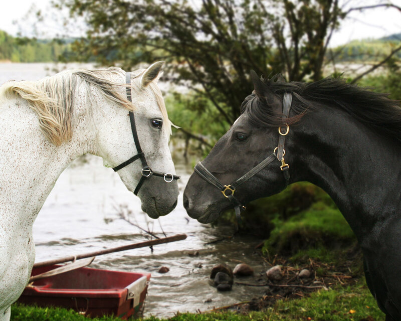 Two Horses Facing Each Other — White