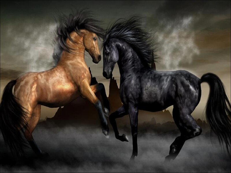 Two Horses Fighting — Black, Dramatic