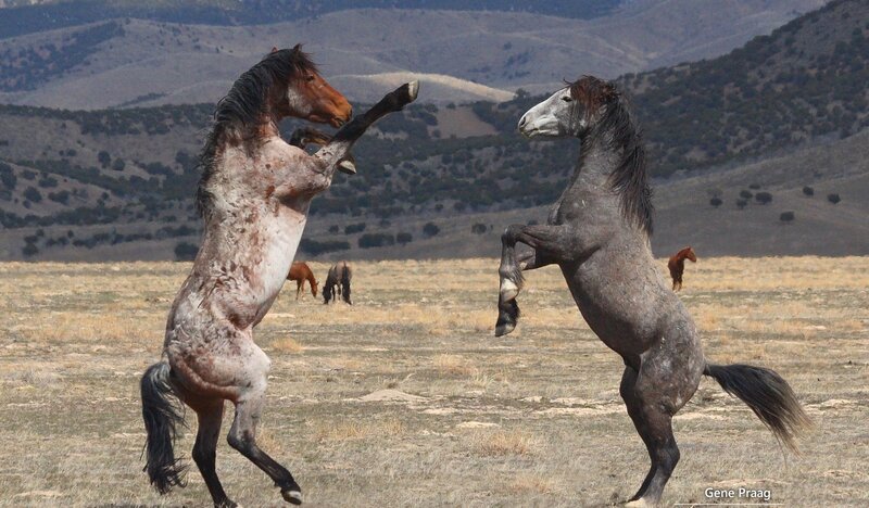 Two Horses Fighting — Brown, Dramatic, Afternoon, Photograph, Field, Mountains
