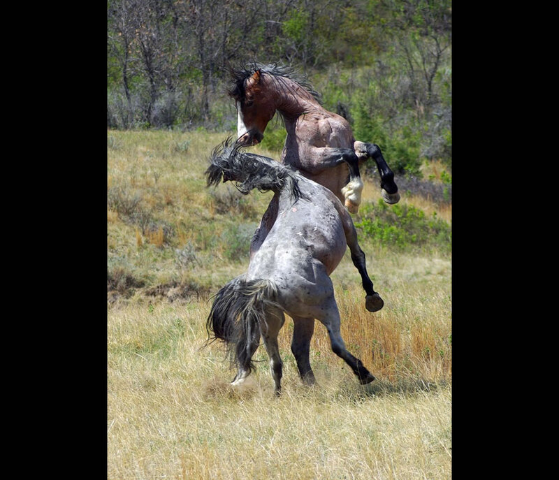 Two Horses Fighting — Brown, Dramatic, Afternoon, Photograph, Field