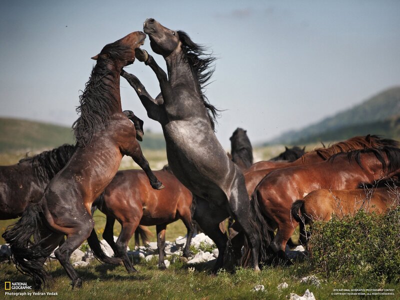 Two Horses Fighting — Brown, Dramatic, Afternoon, Photograph, Grass, Mountains, Sky