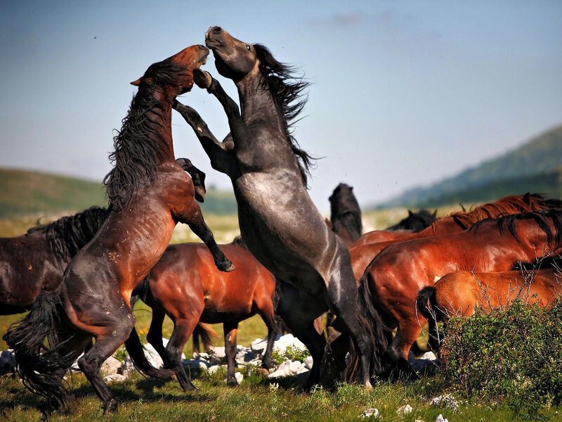 Two Horses Fighting — Brown, Dramatic, Afternoon, Photograph, Grass, Mountains