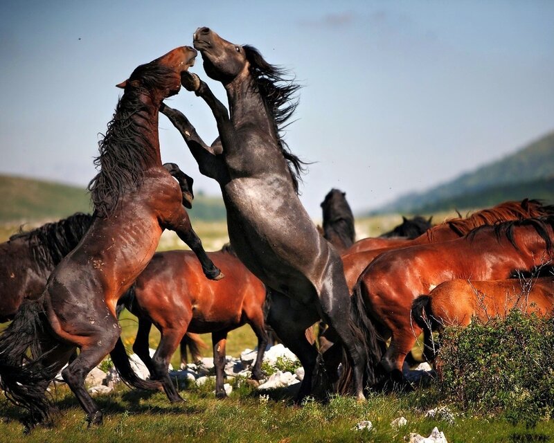 Two Horses Fighting — Brown, Dramatic, Afternoon, Photograph, Grass