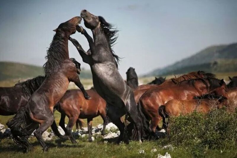 Two Horses Fighting — Brown, Dramatic, Afternoon, Photograph, Grassland, Mountains
