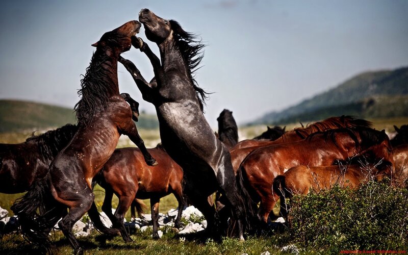 Two Horses Fighting — Brown, Dramatic, Afternoon, Photograph, Grassland