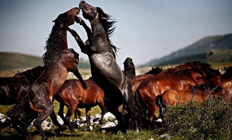 Two Horses Fighting — Brown, Dramatic, Afternoon, Photograph