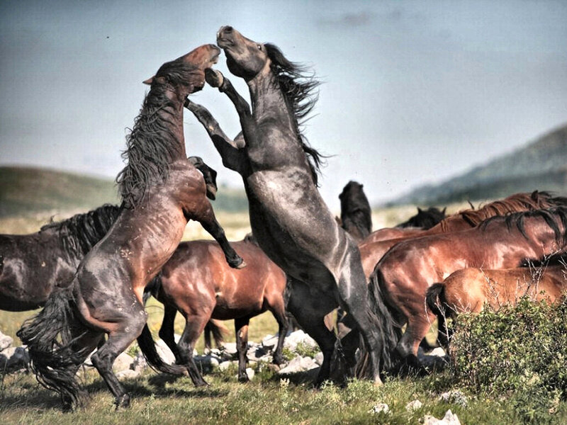 Two Horses Fighting — Brown, Dramatic, Afternoon