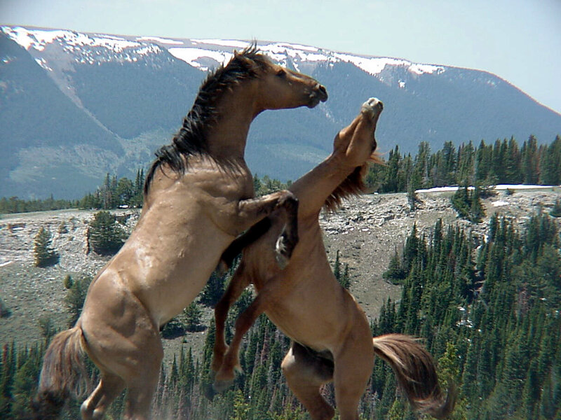 Two Horses Fighting — Brown, Dramatic, Summer