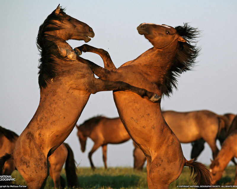 Two Horses Fighting — Brown, Dramatic, Sunset