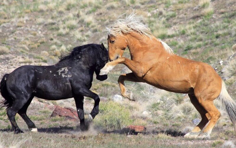 Two Horses Fighting — Brown, Dynamic, Afternoon, Photograph, Grassland