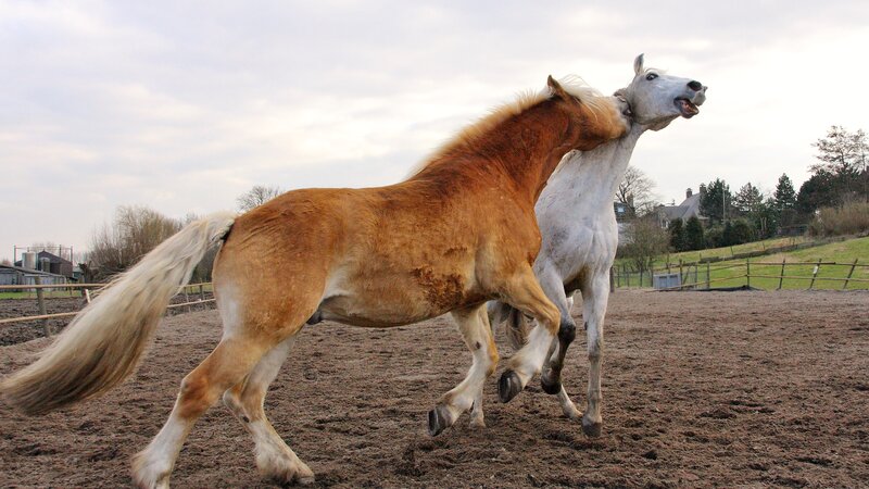 Two Horses Fighting — Brown, Dynamic, Afternoon, Photograph