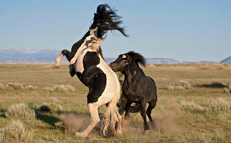 Two Horses Fighting — Brown, Dynamic, Afternoon