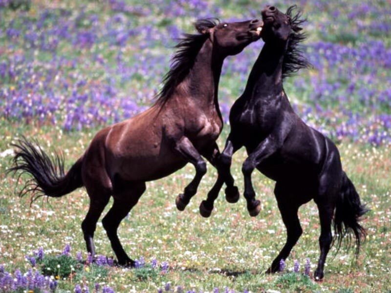 Two Horses Fighting — Brown, Dynamic