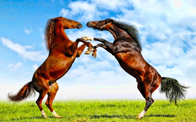 Two Horses Fighting — Green, Dramatic, Afternoon, Photograph, Grass