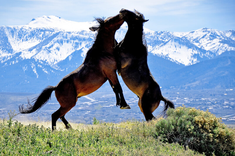 Two Horses Fighting — Green, Dramatic, Afternoon, Photograph