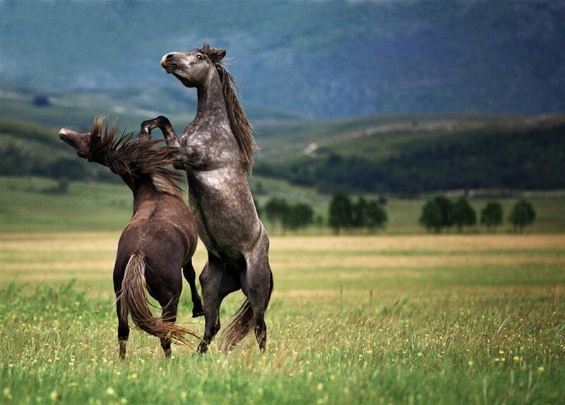 Two Horses Fighting — Green, Dramatic, Afternoon