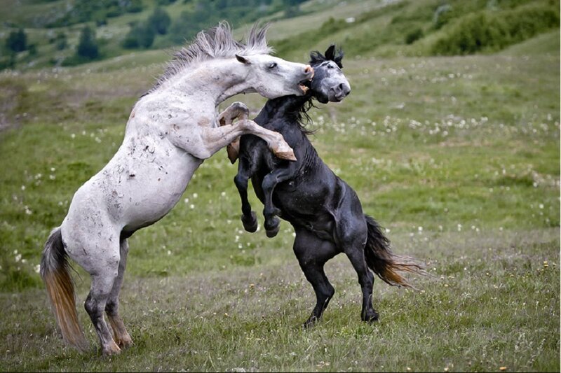 Two Horses Fighting — Green, Dramatic