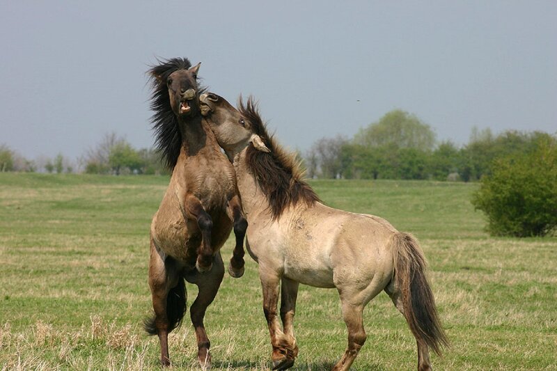 Two Horses Fighting — Green, Dynamic, Afternoon, Photograph, Field