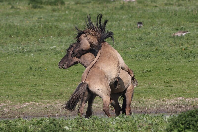 Two Horses Fighting — Green, Dynamic, Afternoon, Photograph