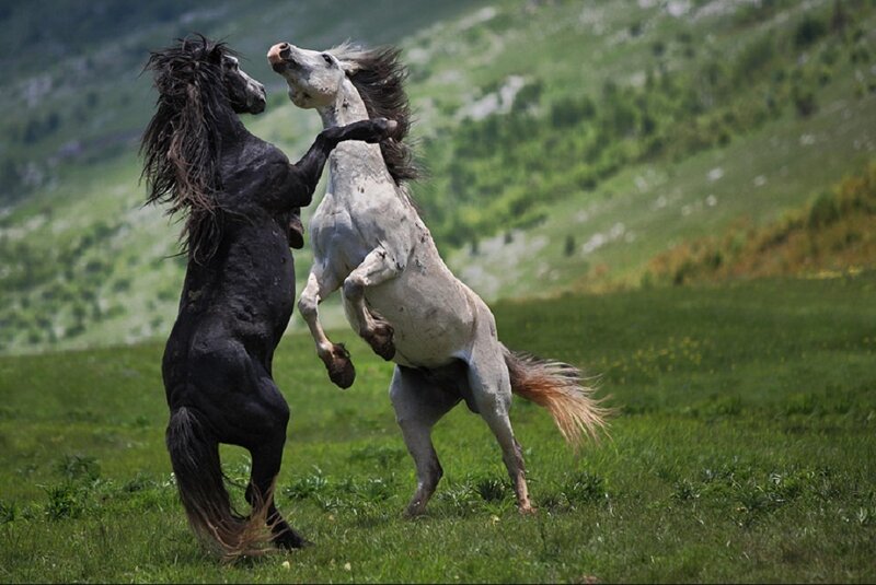 Two Horses Fighting — Green, Dynamic, Afternoon