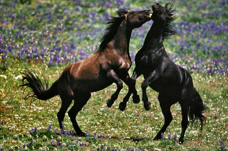 Two Horses Fighting — Green, Dynamic, Summer, Photograph