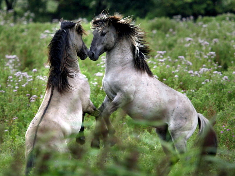 Two Horses Fighting — Green, Dynamic, Summer