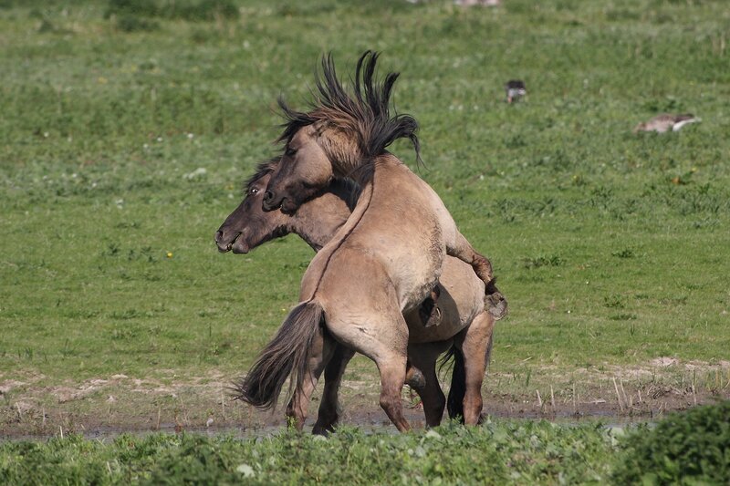 Two Horses Fighting — Green, Dynamic