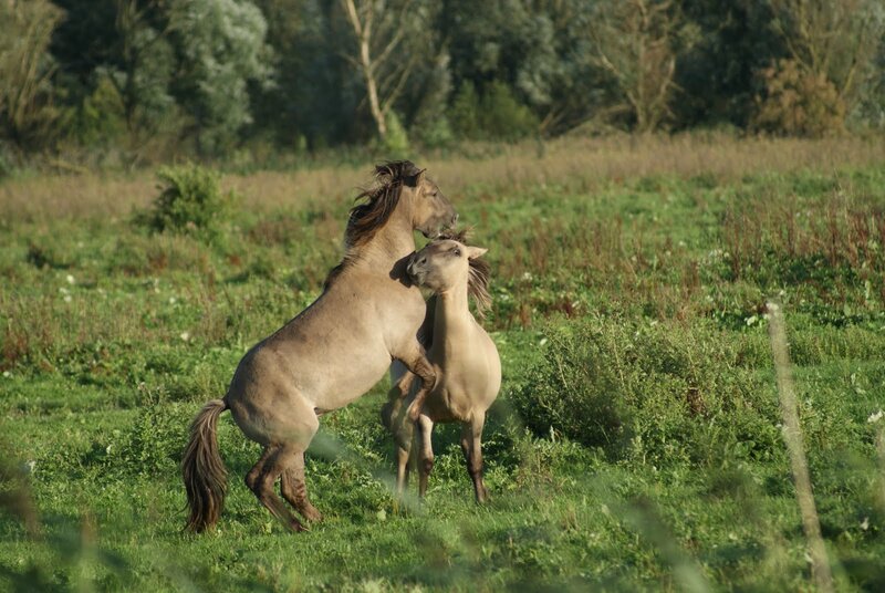 Two Horses Fighting — Green, Natural