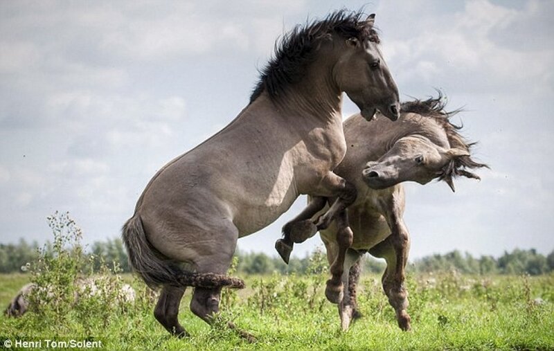 Two Horses Fighting — Green