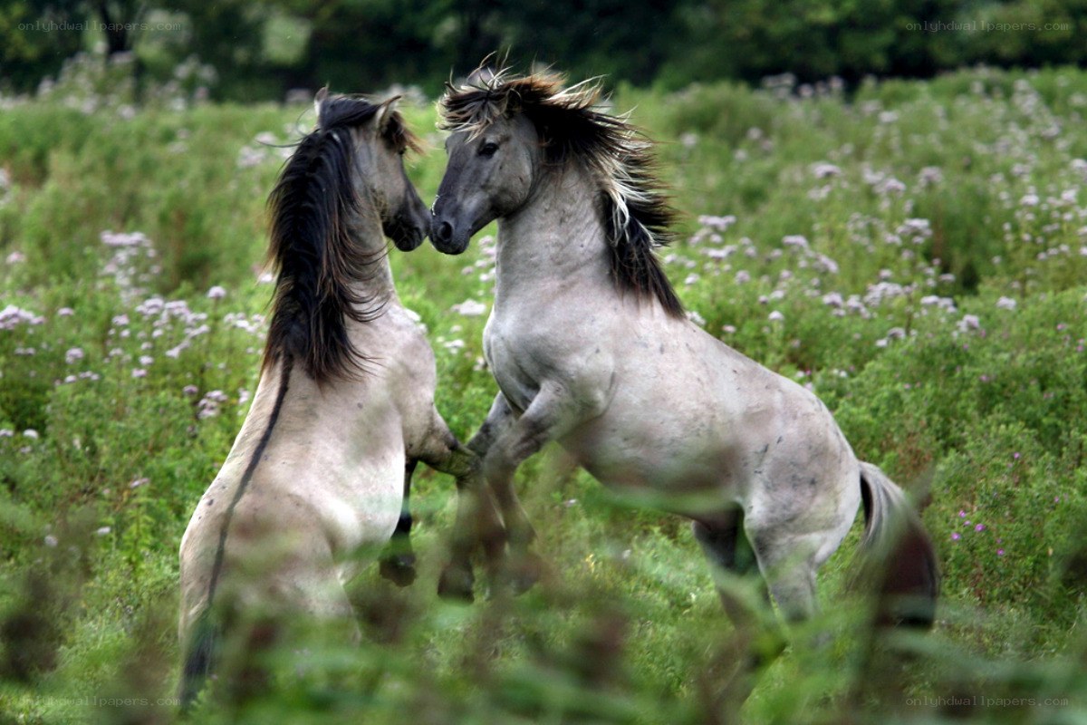 Two horses fighting in a field