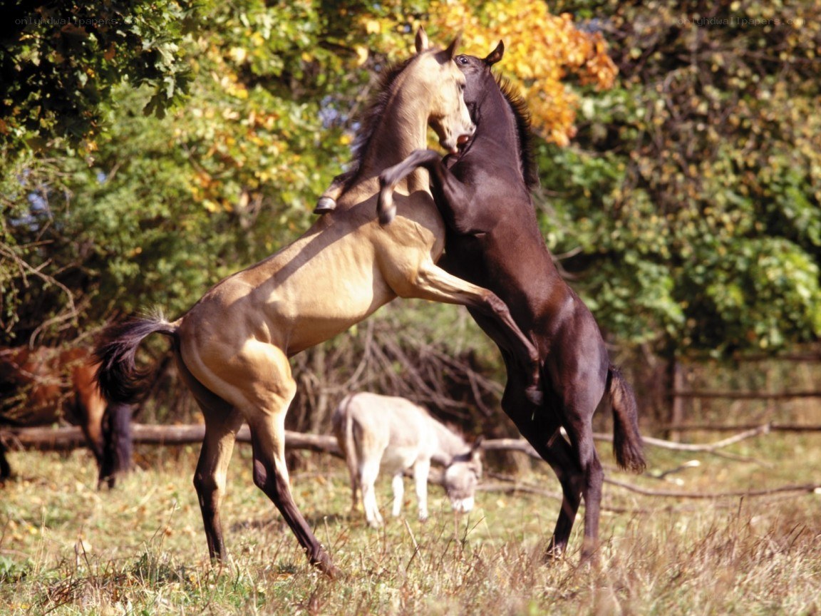 Two horses fighting in a field