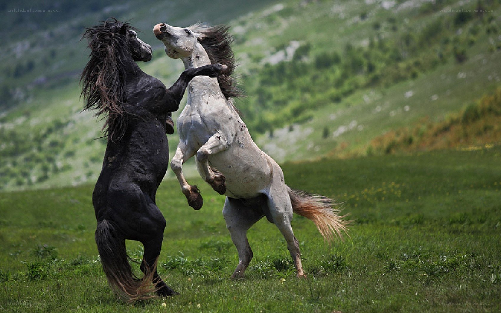 Two horses fighting in a field