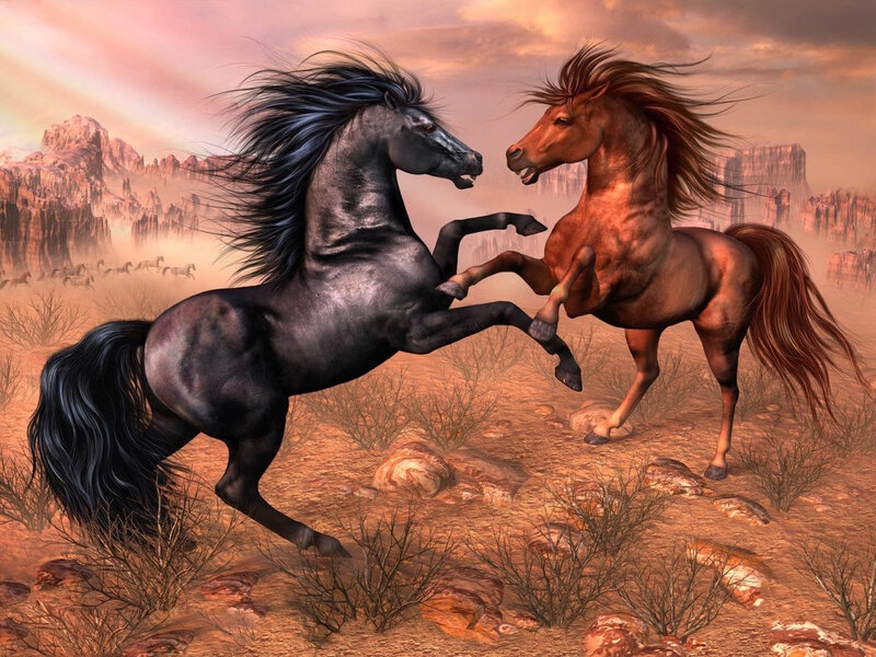 Two horses fighting in desert