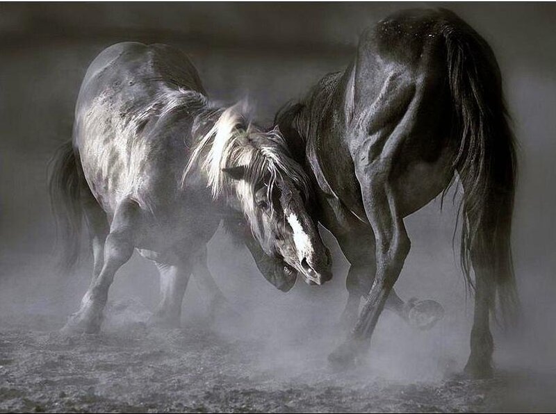 Two horses fighting in dust