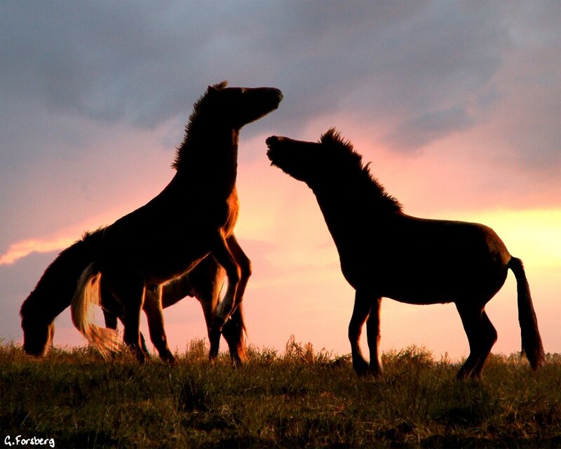 Two Horses Fighting — Pink