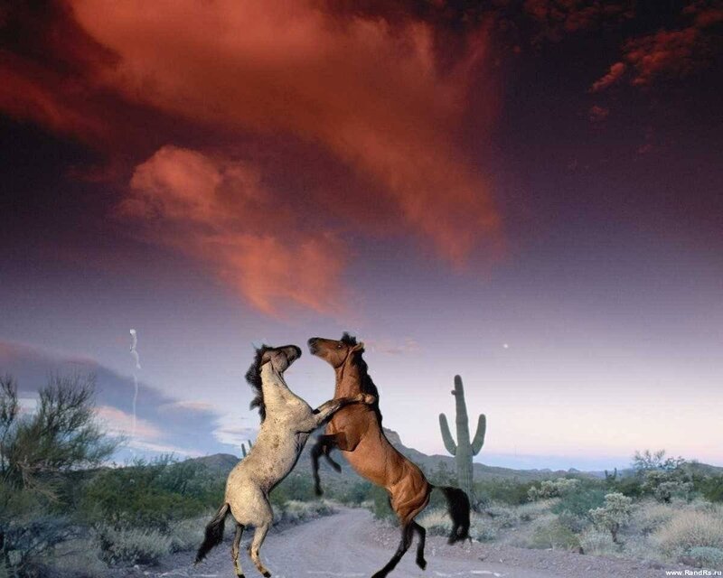 Two Horses Fighting — Red