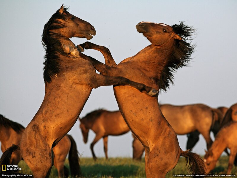 Two horses fighting