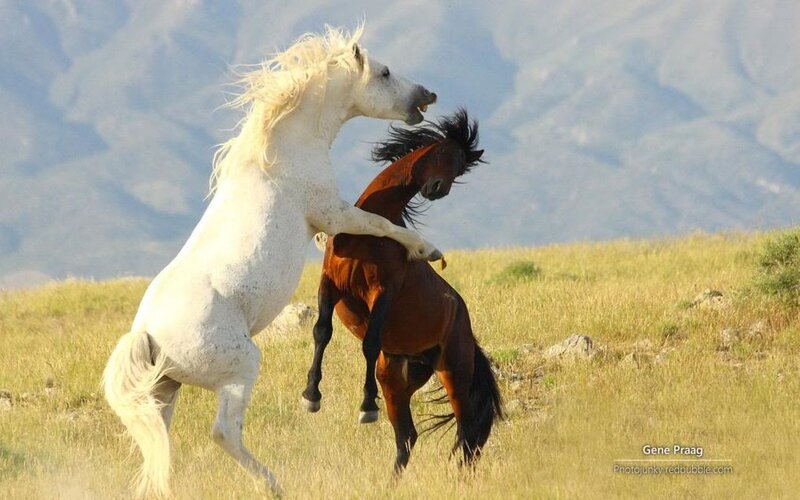 Two Horses Fighting — White