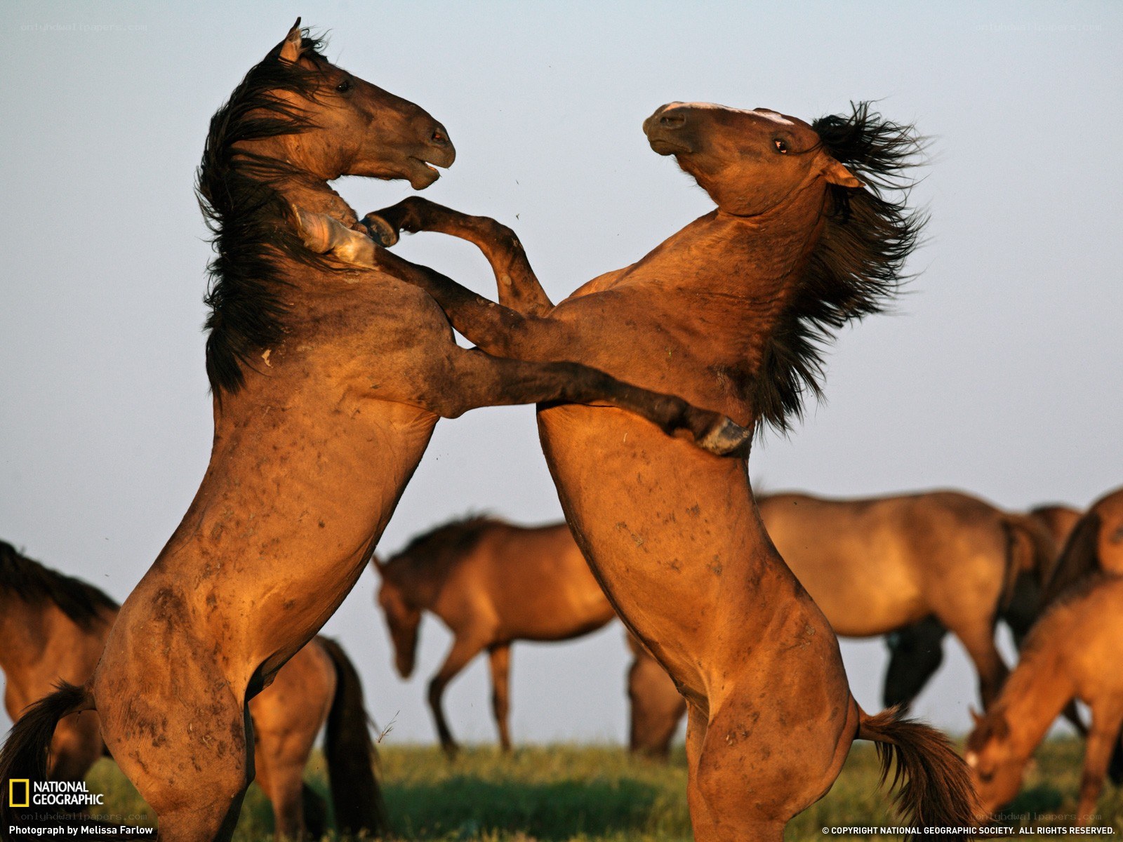 Two horses fighting