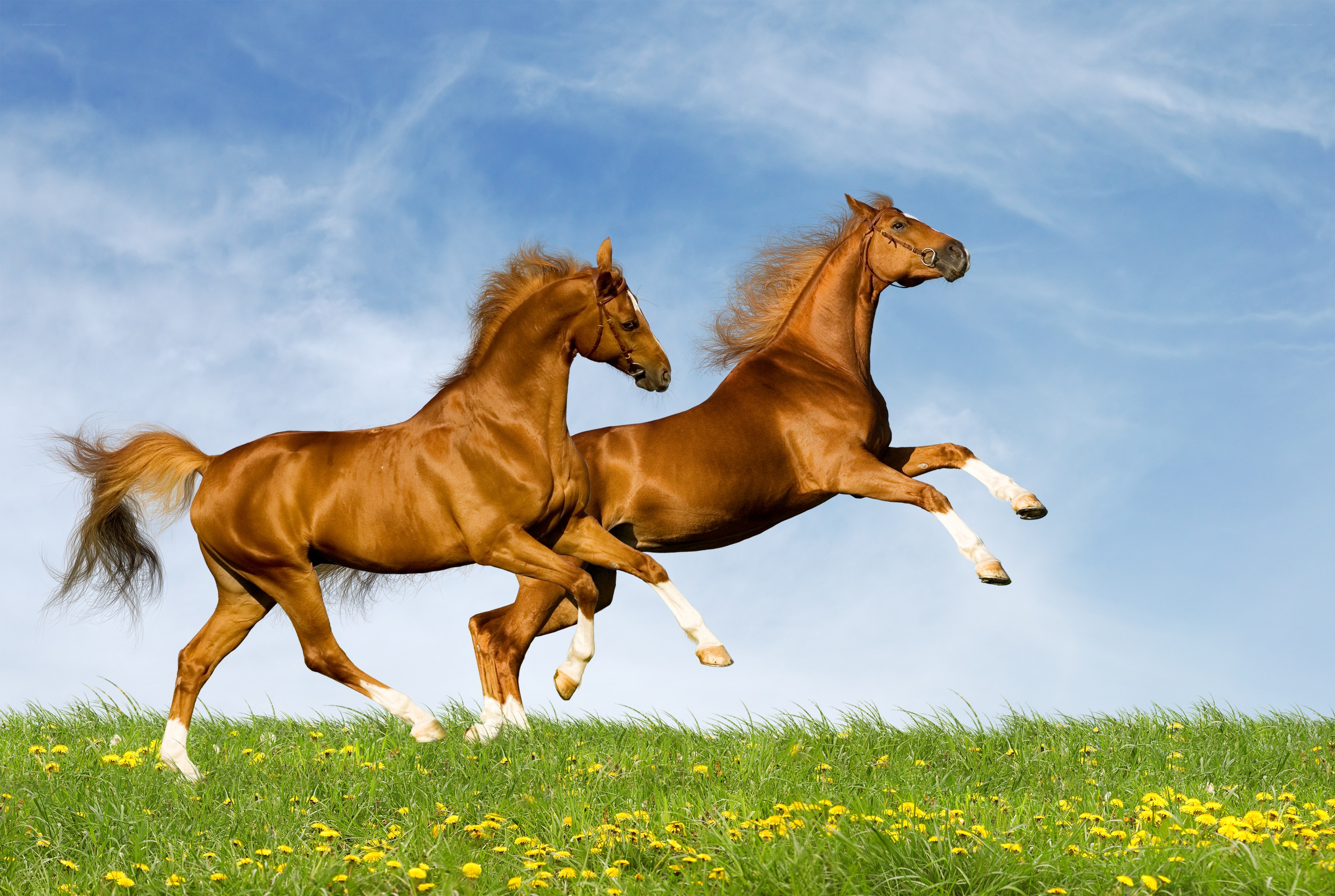 Two horses galloping in a field