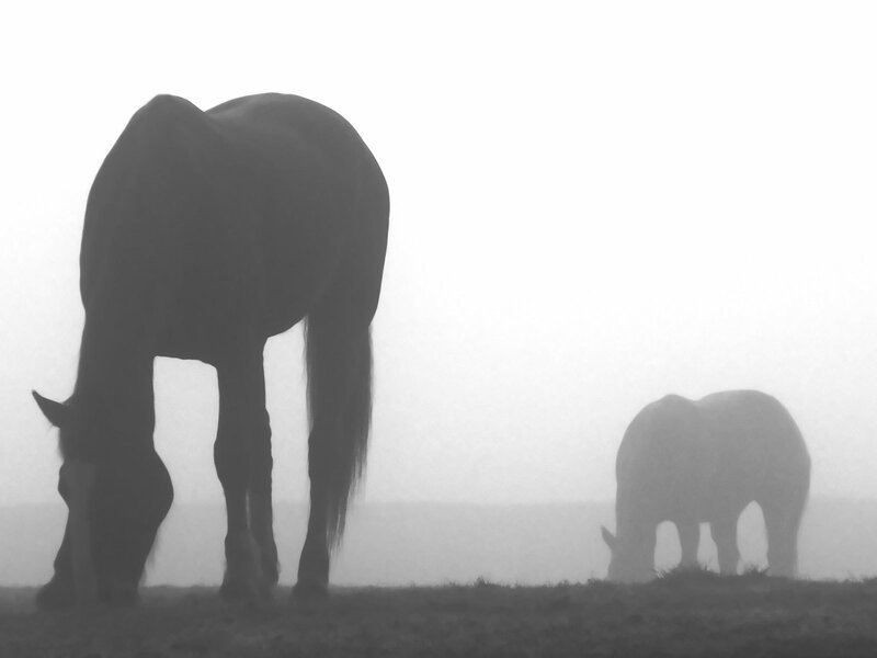 Two Horses Grazing — Black, Serene, Morning, Photograph, Fog