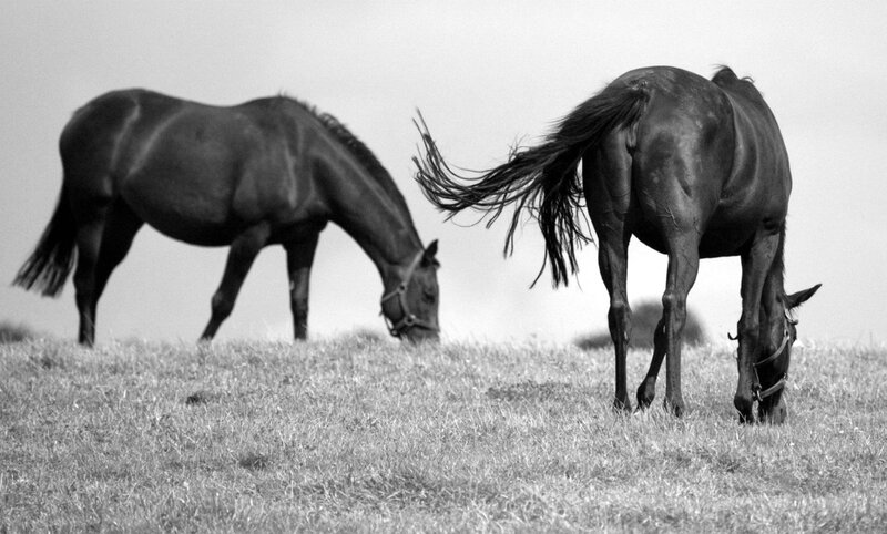 Two Horses Grazing — Black