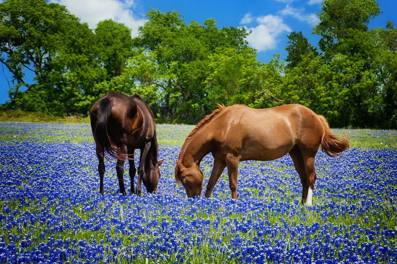 Two Horses Grazing — Blue, Serene, Spring